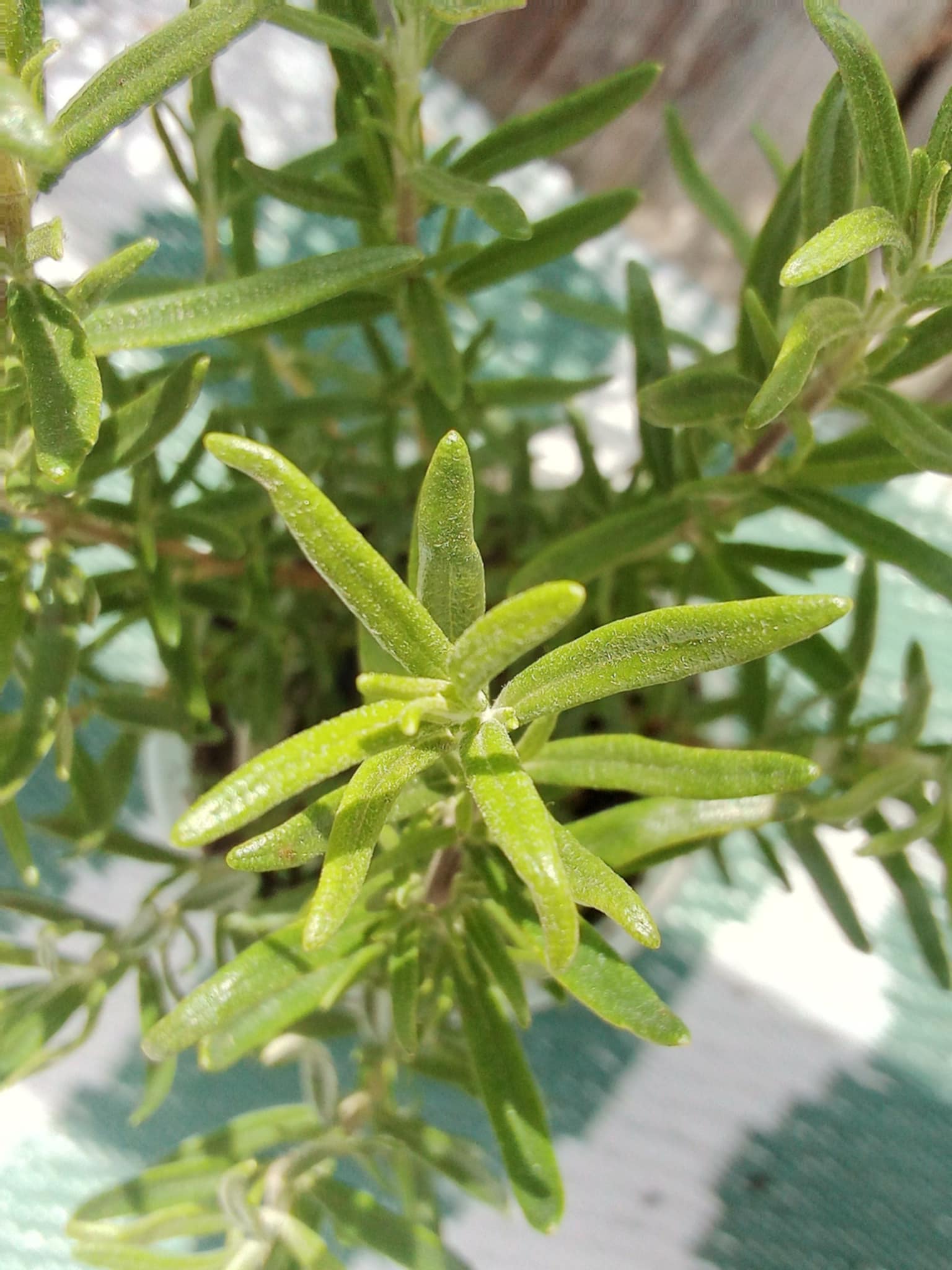 Rosemary: The Fragrant Herb with Endless Possibilities